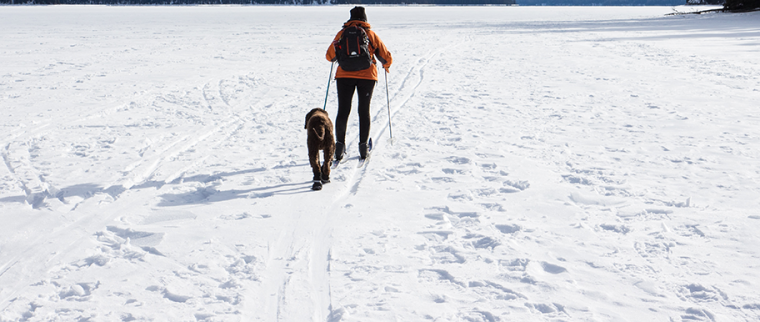 Chien au ski
